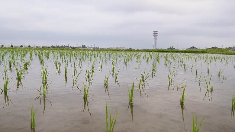 田植え