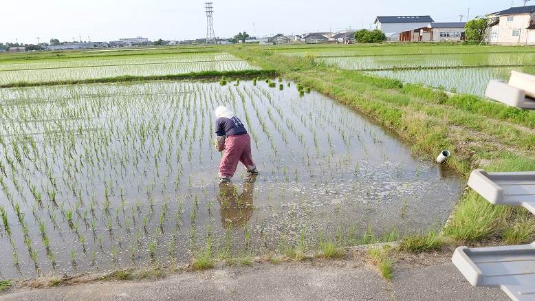 ハナエチゼン