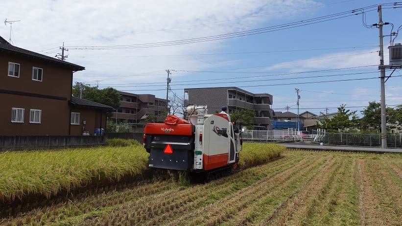 ひとめぼれ稲刈り