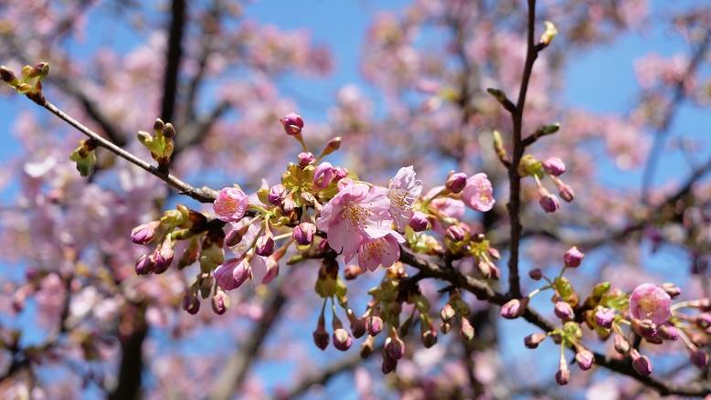 河津桜