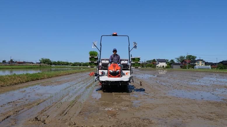 田植え