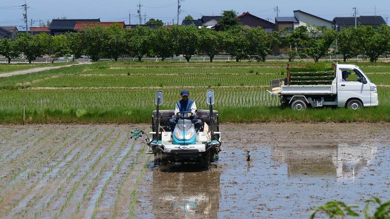 田植え