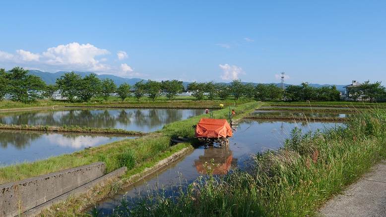 田植え