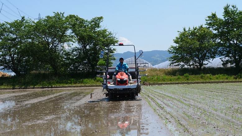 田植え