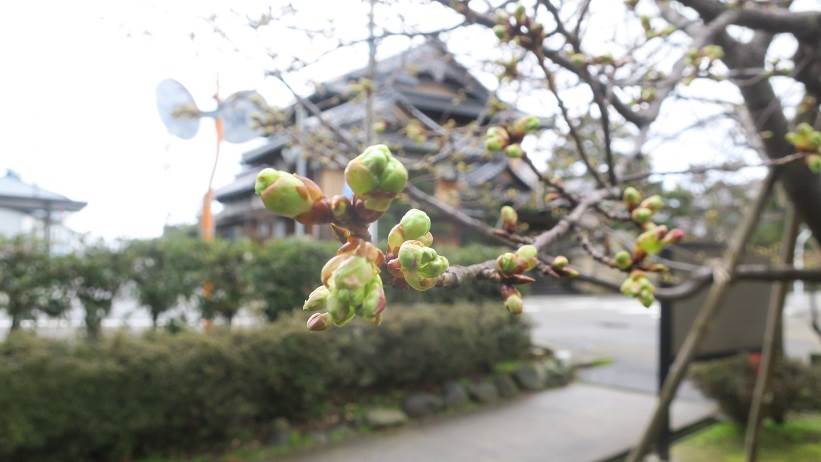 河津桜