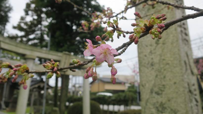 河津桜