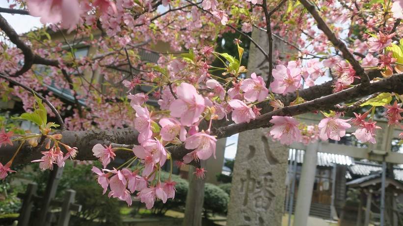 河津桜