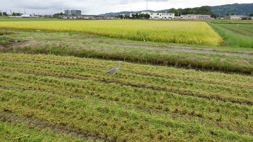 カグラモチ