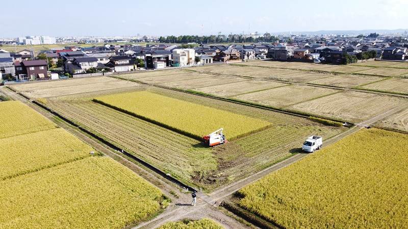 カグラモチ稲刈り