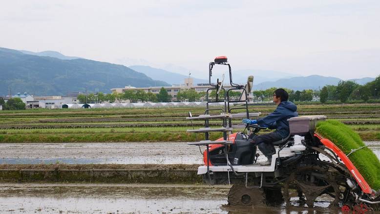 田植え