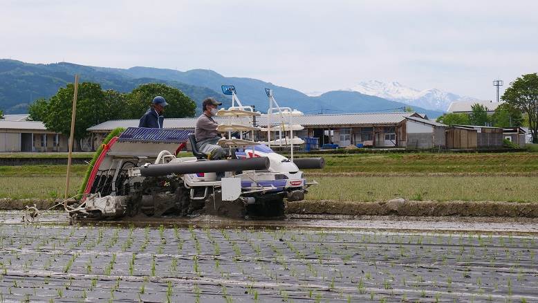 田植え