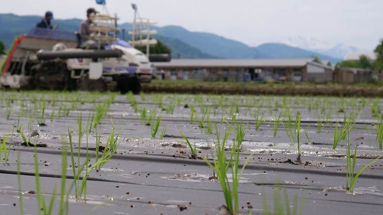 田植え