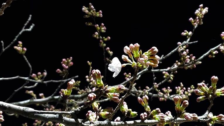 桜