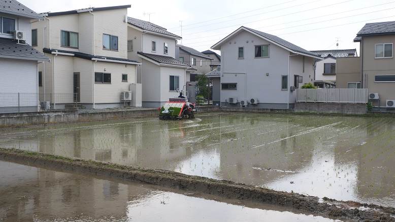 田植え