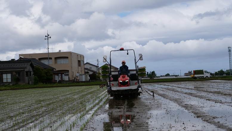 田植え