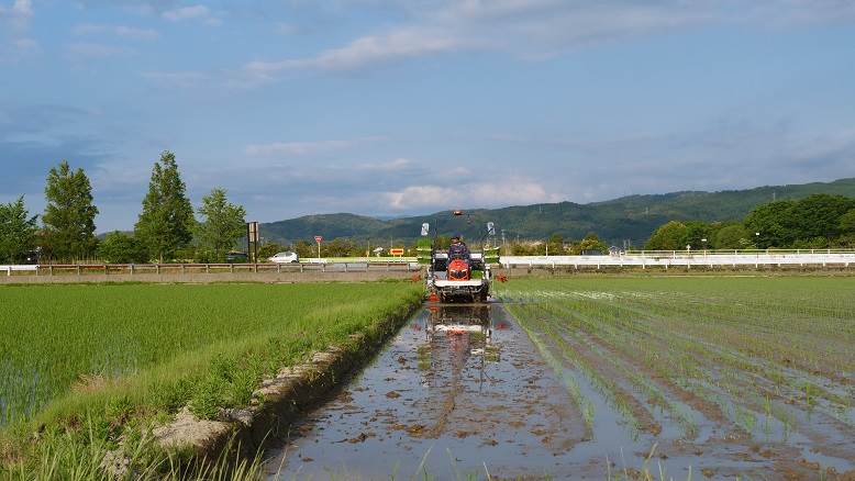 田植え