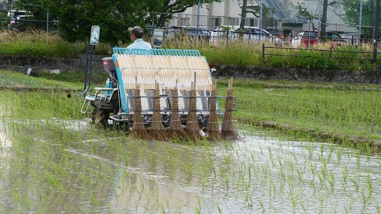 竹ぼうき除草