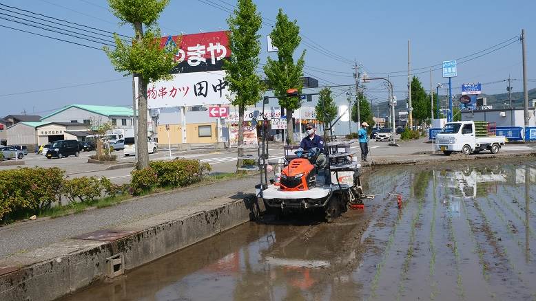 田植え