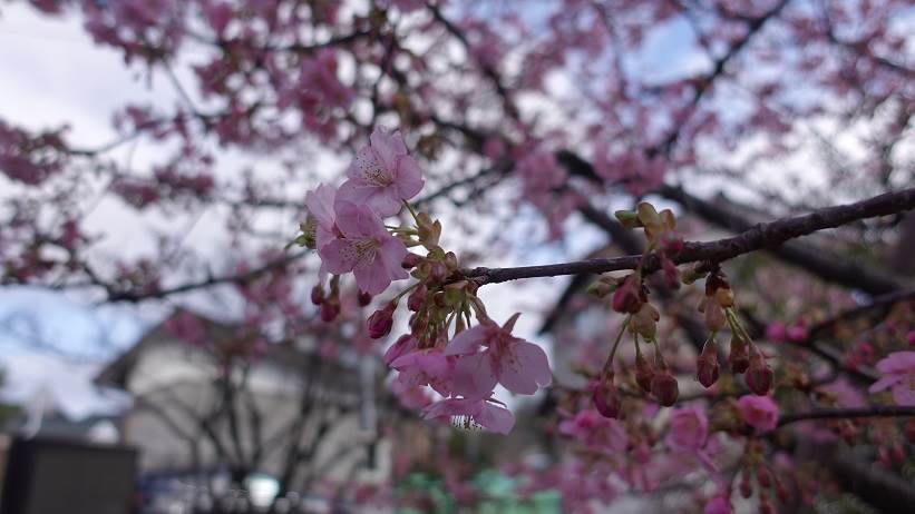 河津桜