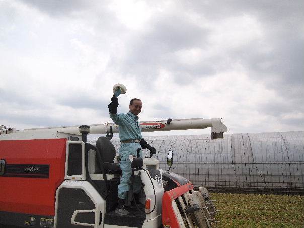 ハナエチゼン稲刈り