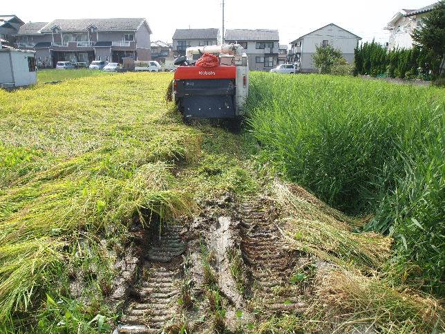 軟らかい田んぼ