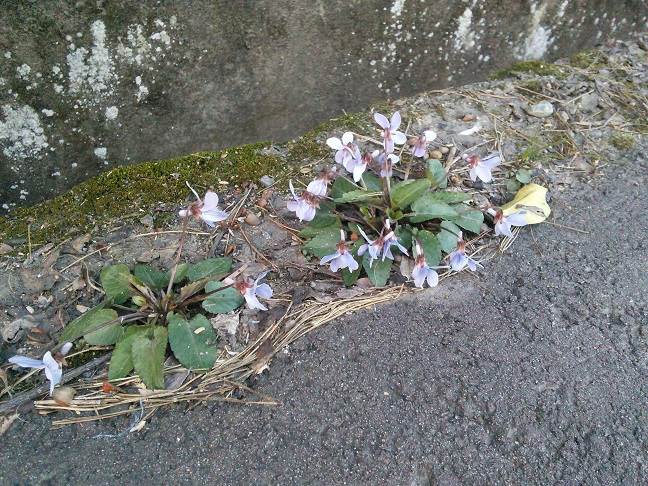 春の花