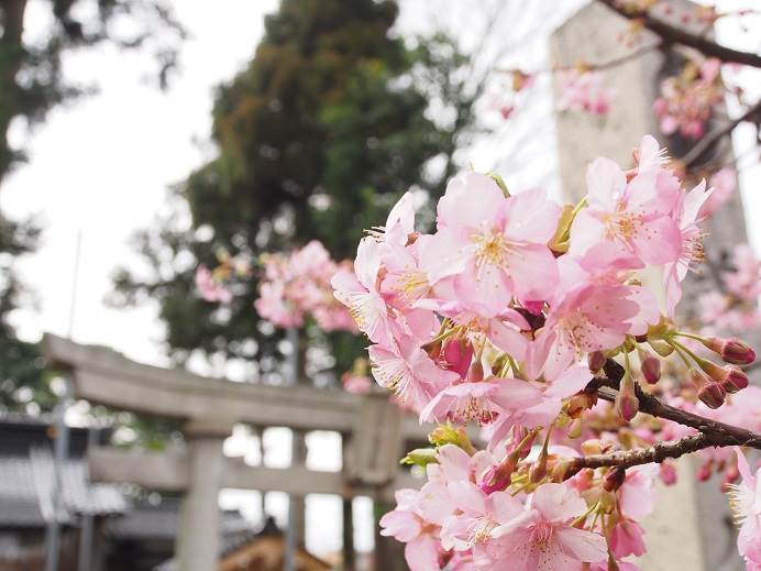 河津桜