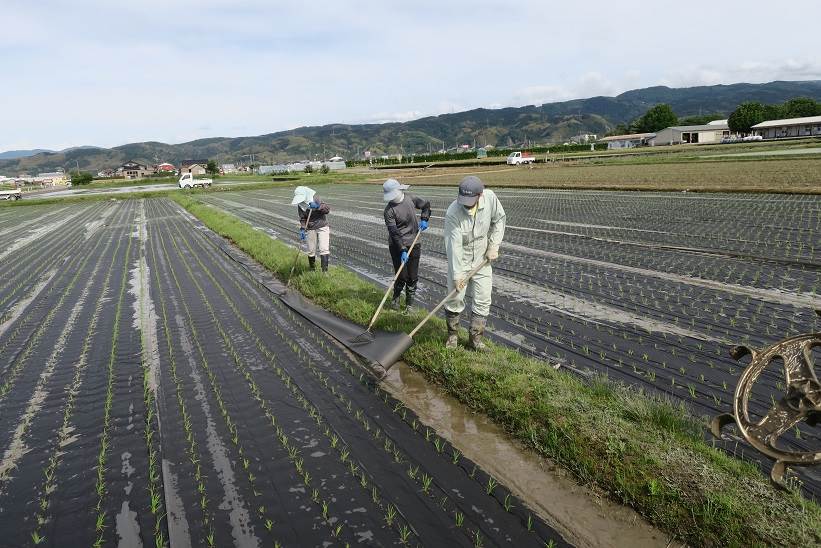 紙マルチ田植え