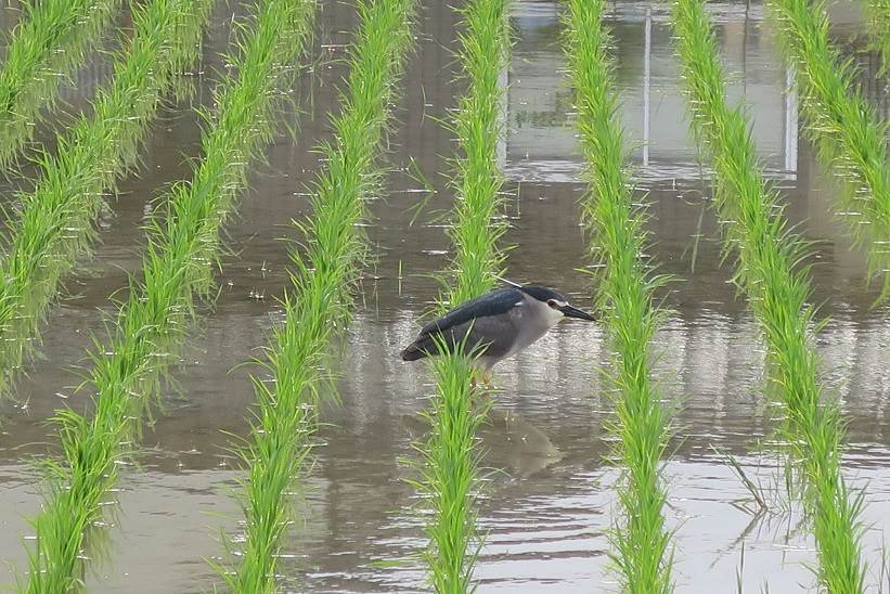 ゴイサギ