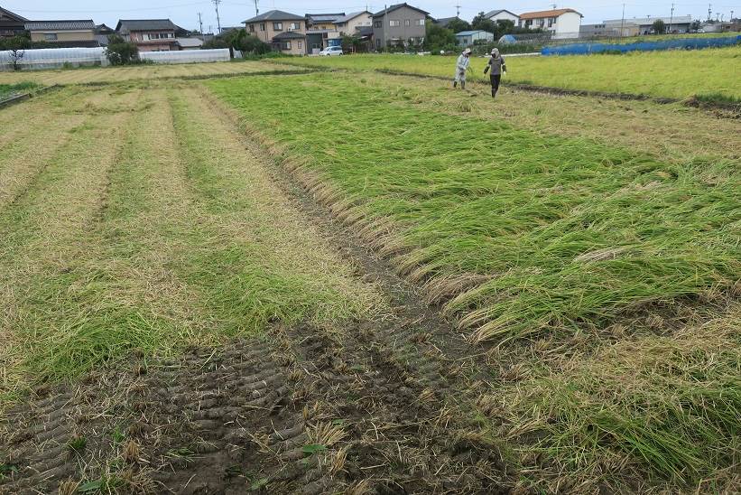 林さんちの普通じゃないコシヒカリ