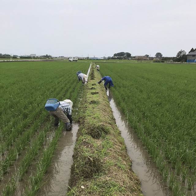 草取り