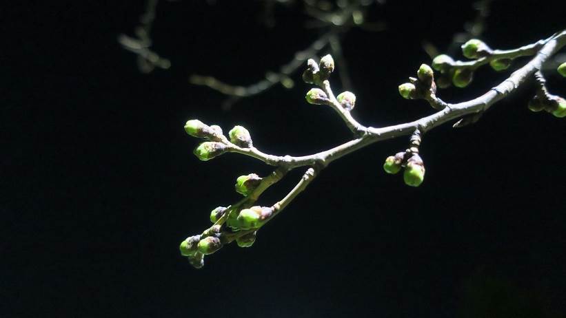 桜