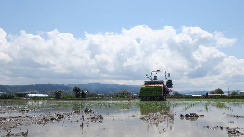 田植え