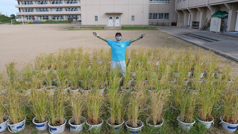 富陽小の稲刈り