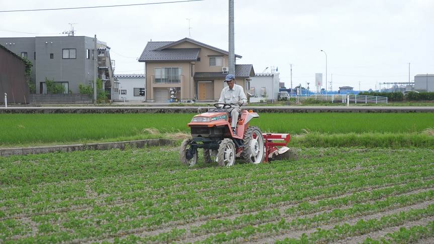 大豆培土