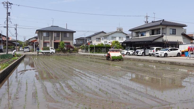 田植え