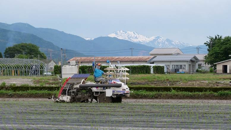 田植え