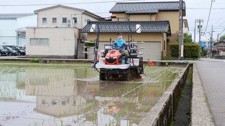 田植え