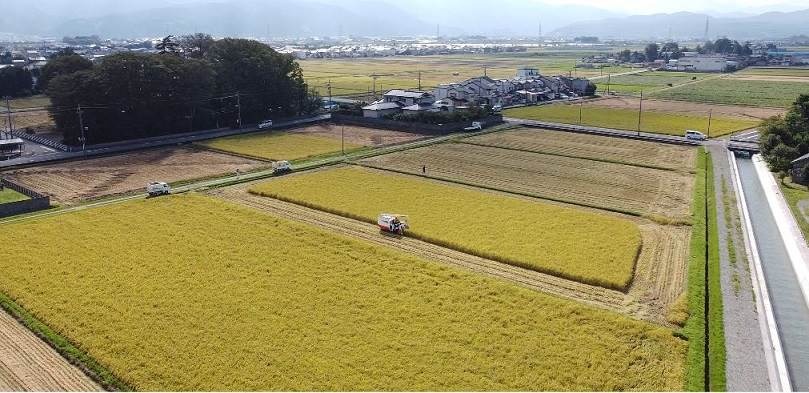 普通のコシヒカリ