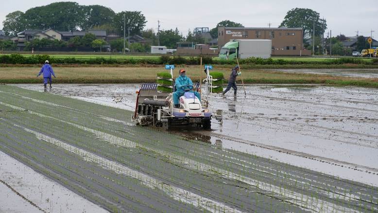 田植え