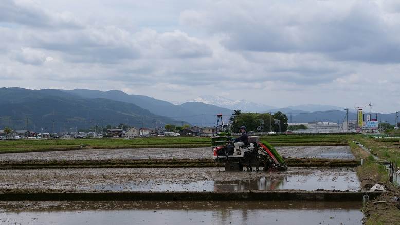 田植え