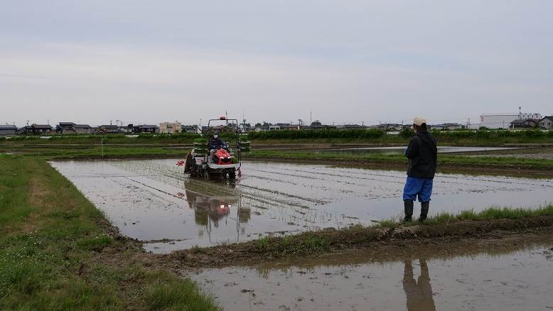 田植え