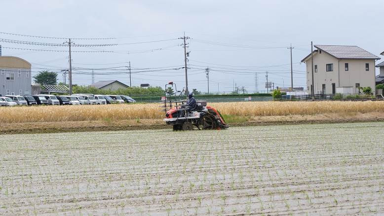 田植え