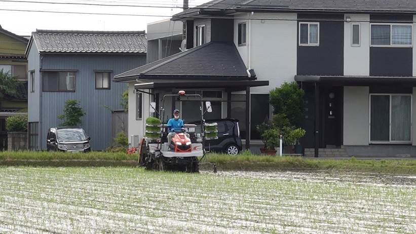 田植え