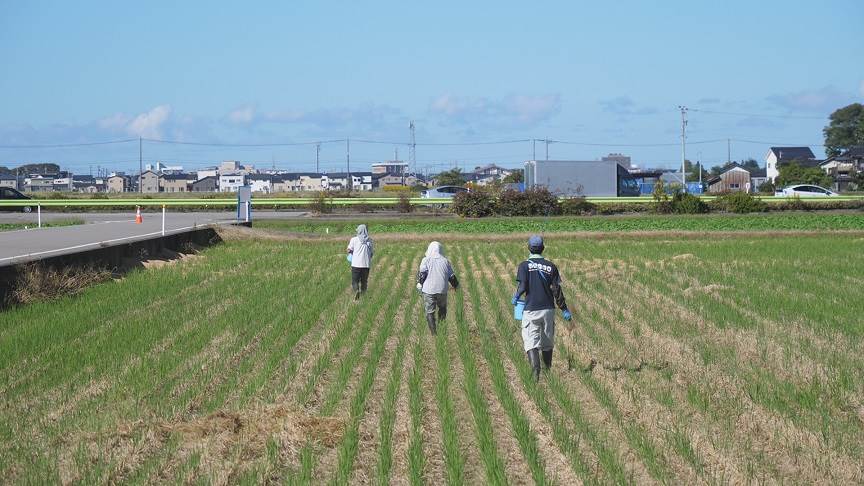 カルス菌散布