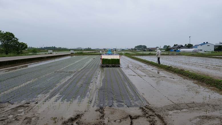 田植え