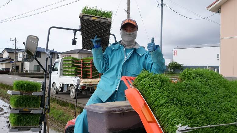 田植え