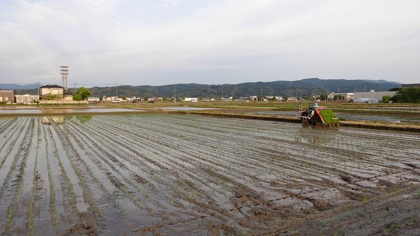 田植え