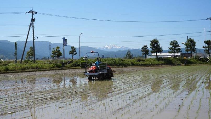 田植え