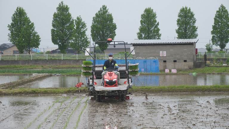 田植え